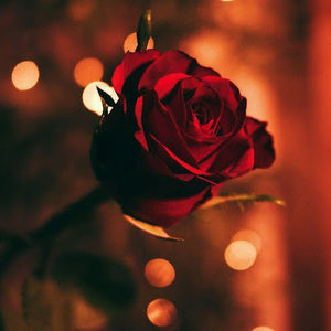 Meet your Posher, Sadia